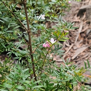 Boronia imlayensis at suppressed - 28 Dec 2024