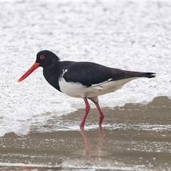 Haematopus longirostris (Australian Pied Oystercatcher) at Broulee, NSW - 11 Oct 2019 by AlisonMilton