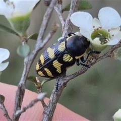 Castiarina octospilota (A Jewel Beetle) at Forbes Creek, NSW - 28 Dec 2024 by clarehoneydove