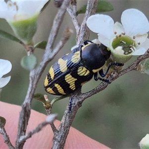 Castiarina octospilota at Forbes Creek, NSW - 28 Dec 2024