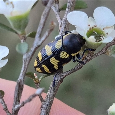 Castiarina octospilota (A Jewel Beetle) at Forbes Creek, NSW - 28 Dec 2024 by clarehoneydove