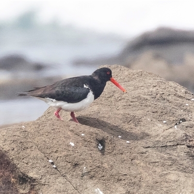 Haematopus longirostris (Australian Pied Oystercatcher) at Broulee, NSW - 11 Oct 2019 by AlisonMilton