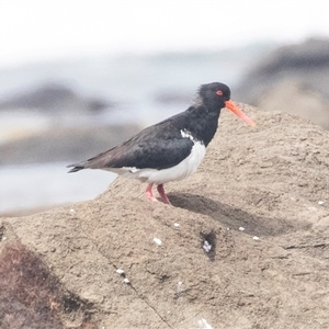 Haematopus longirostris at Broulee, NSW - suppressed