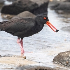 Haematopus fuliginosus (Sooty Oystercatcher) at Broulee, NSW - 11 Oct 2019 by AlisonMilton