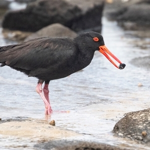 Haematopus fuliginosus at Broulee, NSW - 12 Oct 2019