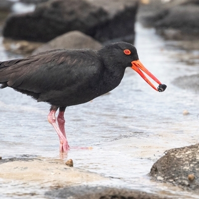 Haematopus fuliginosus (Sooty Oystercatcher) at Broulee, NSW - 11 Oct 2019 by AlisonMilton