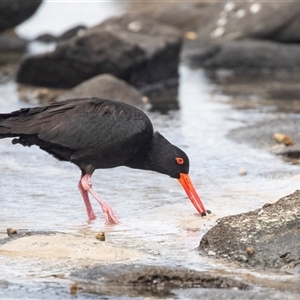 Haematopus fuliginosus at Broulee, NSW - 12 Oct 2019