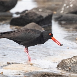 Haematopus fuliginosus at Broulee, NSW - 12 Oct 2019