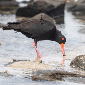 Haematopus fuliginosus at Broulee, NSW - 12 Oct 2019