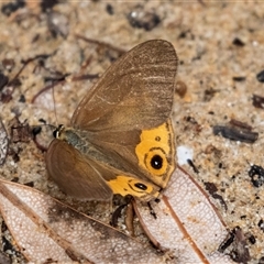 Hypocysta metirius (Brown Ringlet) at Broulee, NSW - 12 Oct 2019 by AlisonMilton