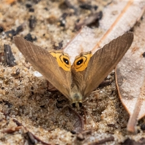 Hypocysta metirius at Broulee, NSW - 12 Oct 2019 11:03 AM