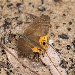 Hypocysta metirius at Broulee, NSW - 12 Oct 2019 11:03 AM