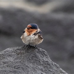 Hirundo neoxena (Welcome Swallow) at Broulee, NSW - 12 Oct 2019 by AlisonMilton