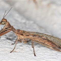 Mantispidae (family) (Unidentified mantisfly) at Melba, ACT - 26 Dec 2024 by kasiaaus