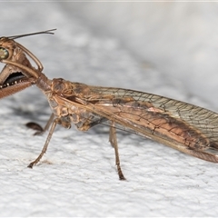 Mantispidae (family) at Melba, ACT - 26 Dec 2024