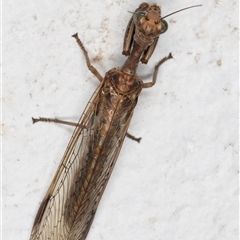 Mantispidae (family) at Melba, ACT - 26 Dec 2024