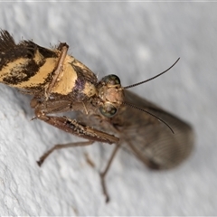 Mantispidae (family) at Melba, ACT - 26 Dec 2024