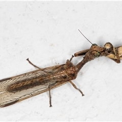 Mantispidae (family) at Melba, ACT - 26 Dec 2024