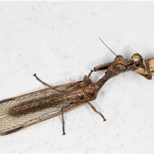 Mantispidae (family) at Melba, ACT - 26 Dec 2024