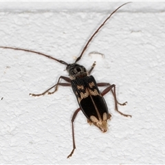 Phoracantha semipunctata (Common Eucalypt Longicorn) at Melba, ACT - 25 Dec 2024 by kasiaaus