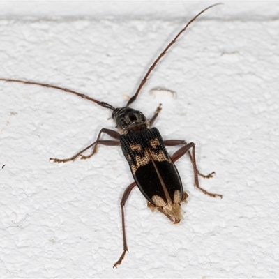 Phoracantha semipunctata (Common Eucalypt Longicorn) at Melba, ACT - 25 Dec 2024 by kasiaaus