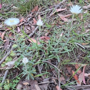 Helichrysum leucopsideum (Satin Everlasting) at Forbes Creek, NSW by clarehoneydove