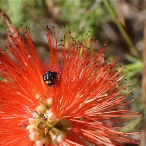 Amphylaeus (Agogenohylaeus) obscuriceps at Murrumbateman, NSW by SimoneC