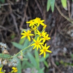 Senecio linearifolius (Fireweed Groundsel, Fireweed) at Palerang, NSW - 28 Dec 2024 by clarehoneydove