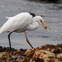 Ardea alba (Great Egret) at Broulee, NSW - 11 Oct 2019 by AlisonMilton