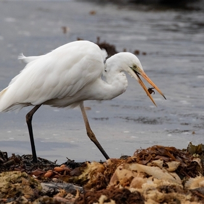 Ardea alba (Great Egret) at Broulee, NSW - 12 Oct 2019 by AlisonMilton