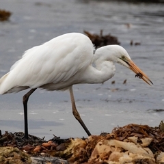 Ardea alba at Broulee, NSW - 12 Oct 2019