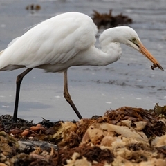 Ardea alba at Broulee, NSW - 12 Oct 2019