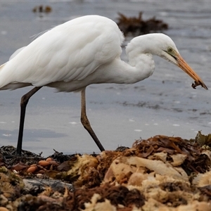 Ardea alba at Broulee, NSW - 12 Oct 2019