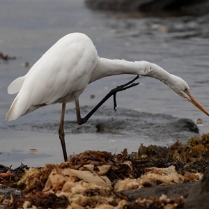 Ardea alba at Broulee, NSW - 12 Oct 2019