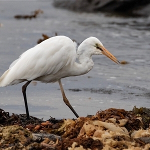 Ardea alba at Broulee, NSW - 12 Oct 2019