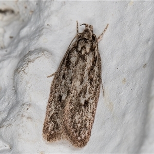 Ardozyga gypsocrana (A Gelechioid moth) at Melba, ACT by kasiaaus