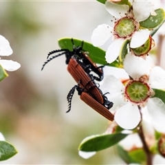 Porrostoma rhipidium (Long-nosed Lycid (Net-winged) beetle) at Broulee, NSW - 11 Oct 2019 by AlisonMilton