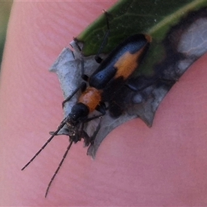 Copidita sloanei (A false blister beetle) at Forbes Creek, NSW by clarehoneydove