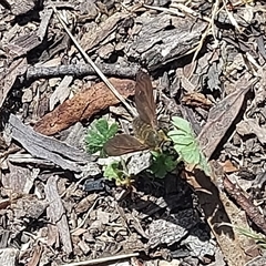 Comptosia sp. (genus) (Unidentified Comptosia bee fly) at Tharwa, ACT - 27 Dec 2024 by GirtsO