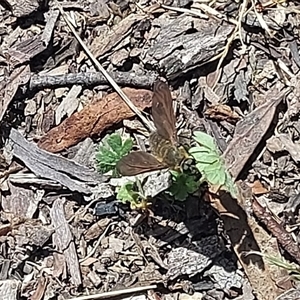 Comptosia sp. (genus) (Unidentified Comptosia bee fly) at Tharwa, ACT by GirtsO