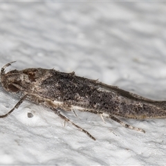 Leptozestis and Trachydora (genera) at Melba, ACT - 25 Dec 2024