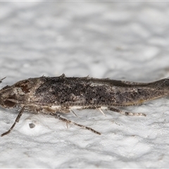 Leptozestis and Trachydora (genera) at Melba, ACT - 25 Dec 2024