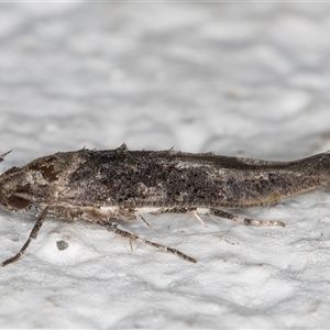 Leptozestis and Trachydora (genera) at Melba, ACT - 25 Dec 2024