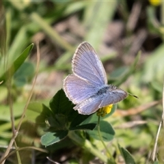 Zizina otis (Common Grass-Blue) at Broulee, NSW - 10 Oct 2019 by AlisonMilton