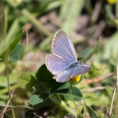 Zizina otis (Common Grass-Blue) at Broulee, NSW - 10 Oct 2019 by AlisonMilton