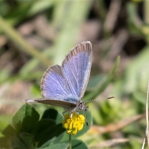 Zizina otis at Broulee, NSW - 10 Oct 2019