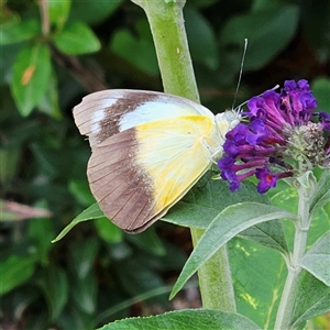 Appias paulina at Braidwood, NSW - 28 Dec 2024