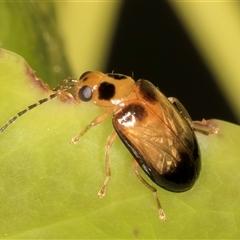 Monolepta picticollis (Picticollis leaf beetle) at Melba, ACT - 25 Dec 2024 by kasiaaus