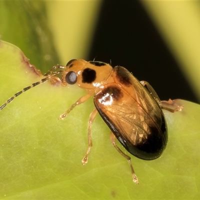 Monolepta picticollis (Picticollis leaf beetle) at Melba, ACT - 25 Dec 2024 by kasiaaus