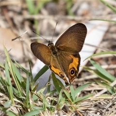 Hypocysta metirius (Brown Ringlet) at Broulee, NSW - 10 Oct 2019 by AlisonMilton